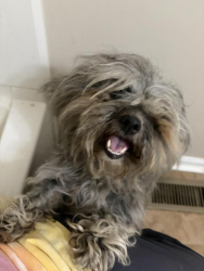 Found/Stray Female Dog last seen Falling Creek Court, Clayton, NC 27520
