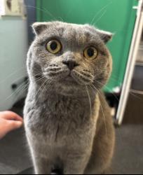 Reunited Female Cat last seen Ashburnham road, Westcliff-on-Sea, England SS1 1QB
