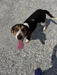 Lost Female Dog last seen Co rd 571 Rogersville AL, Lauderdale County, AL 35652