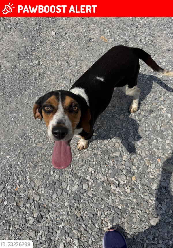 Lost Female Dog last seen Co rd 571 Rogersville AL, Lauderdale County, AL 35652