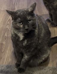 Lost Female Cat last seen 17?Church Street, Halton Hills, ON L7G 2A5