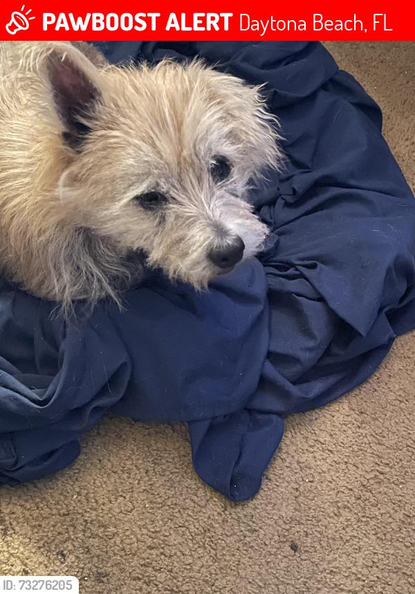 Lost Male Dog last seen Pepperwood court back yard, Daytona Beach, FL 32119
