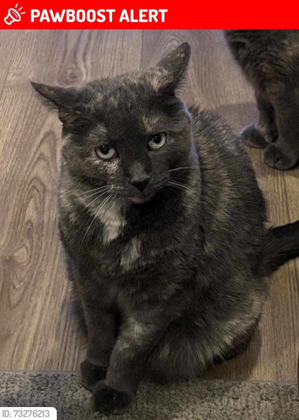 Lost Female Cat last seen 17?Church Street, Halton Hills, ON L7G 2A5