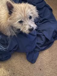 Lost Male Dog last seen Pepperwood court back yard, Daytona Beach, FL 32119