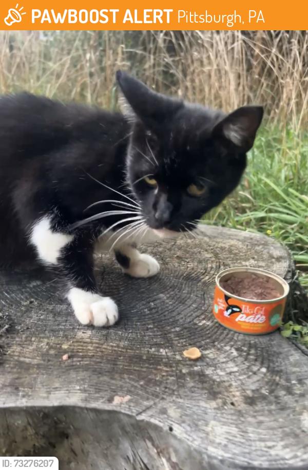Found/Stray Unknown Cat last seen Hollyrood Road, Pittsburgh, PA 15227