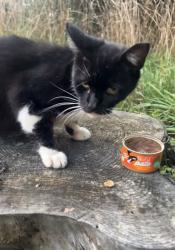 Found/Stray Unknown Cat last seen Hollyrood Road, Pittsburgh, PA 15227
