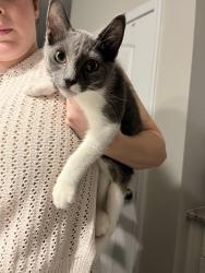 Found/Stray Male Cat last seen near towerview apmts, Charlotte, NC 28277