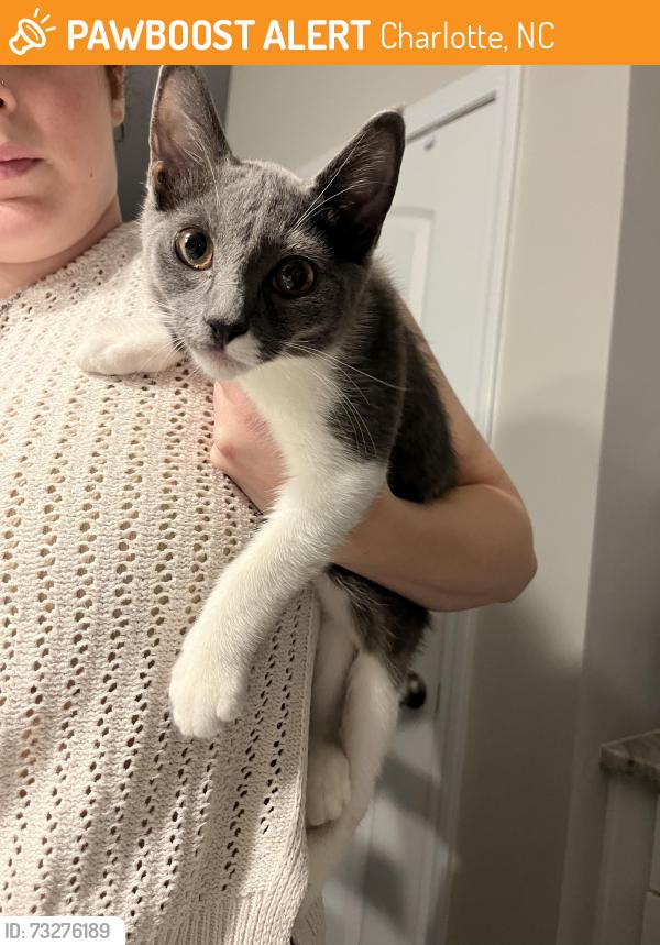 Found/Stray Male Cat last seen near towerview apmts, Charlotte, NC 28277