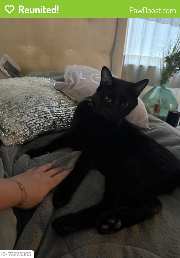Reunited Male Cat last seen Oak st and Main Street, Crowley, TX 76036