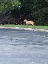 Found/Stray Male Dog last seen Hometown Urgent Care, Dayton, OH 45415