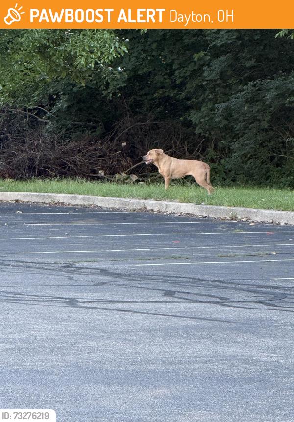 Found/Stray Male Dog last seen Hometown Urgent Care, Dayton, OH 45415
