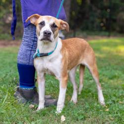 Shelter Stray Female Dog last seen Near Leslie Place, 30058, GA, 3280 Chamblee Dunwoody Rd, Chamblee, GA 30341, USA