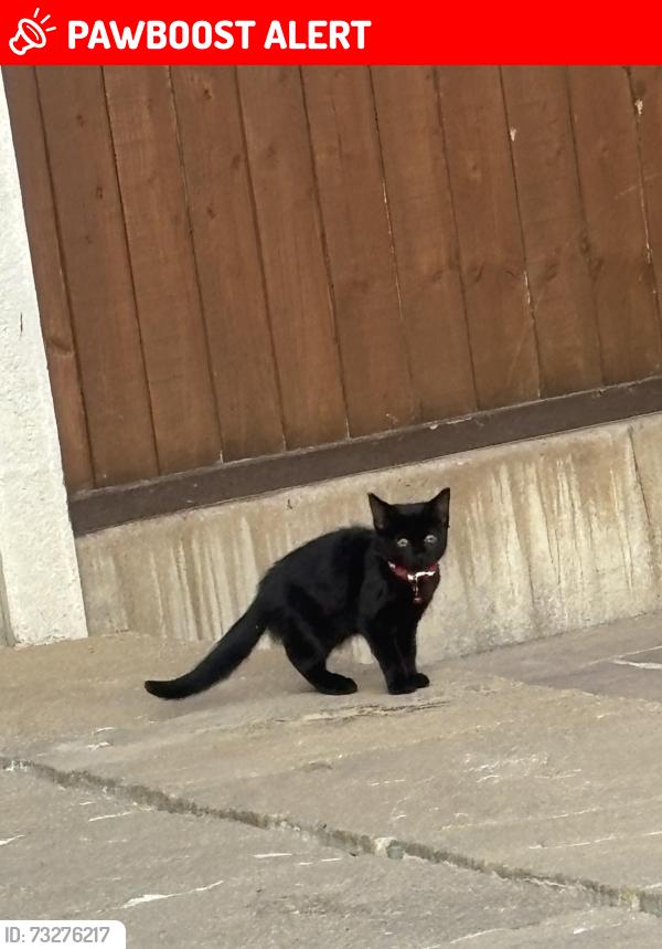 Lost Male Cat last seen Castle grange park, Doxey, England ST16 1EG