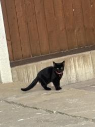 Lost Male Cat last seen Castle grange park, Doxey, England ST16 1EG