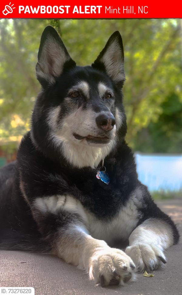 Lost Female Dog last seen Versage Neighborhood, Mint Hill, NC 28227