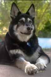 Lost Female Dog last seen Versage Neighborhood, Mint Hill, NC 28227