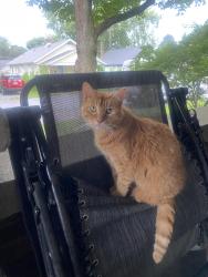 Lost Female Cat last seen East Washington St & Butler Avenue, Indianapolis, IN 46219