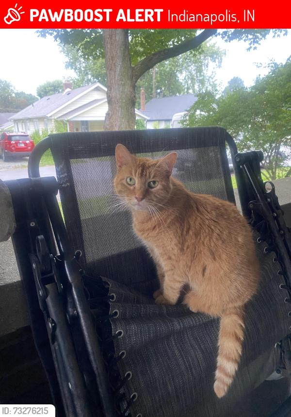 Lost Female Cat last seen East Washington St & Butler Avenue, Indianapolis, IN 46219
