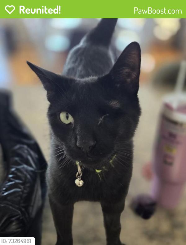 Reunited Male Cat last seen Bay Point Drive, Silverton area, Toms River, NJ 08753