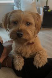 Lost Male Dog last seen Flying boxcar Dr, Germantown, MD, Germantown, MD 20874