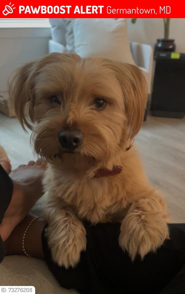 Lost Male Dog last seen Flying boxcar Dr, Germantown, MD, Germantown, MD 20874