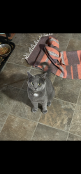 Lost Male Cat last seen W. Northpoint Rd, Anderson Creek, NC 28390