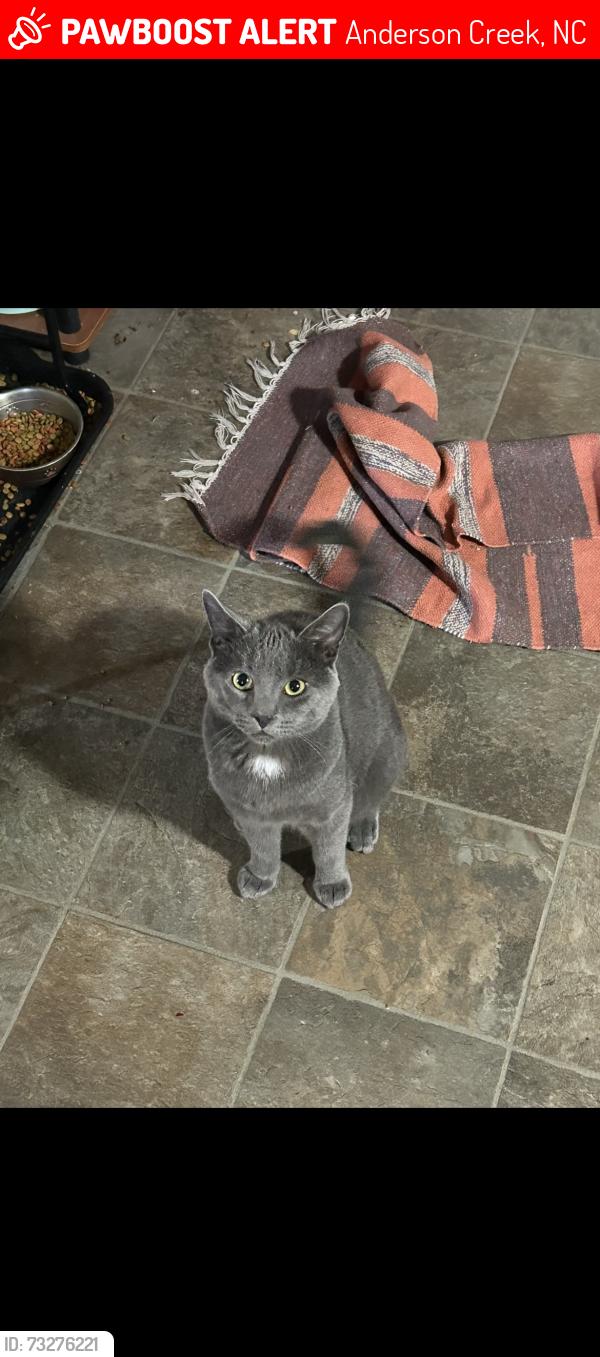 Lost Male Cat last seen W. Northpoint Rd, Anderson Creek, NC 28390