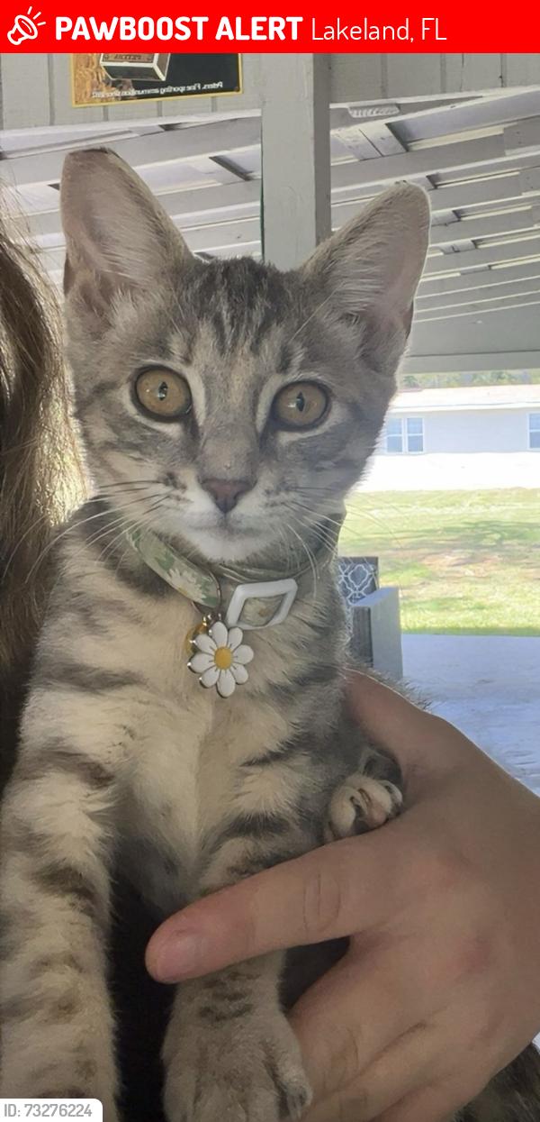 Lost Female Cat last seen Moore Rd and Deen Still, Lakeland, FL 33809
