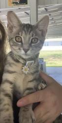 Lost Female Cat last seen Moore Rd and Deen Still, Lakeland, FL 33809