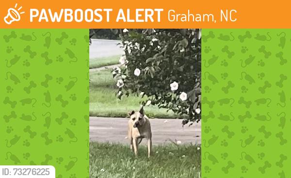Found/Stray Unknown Dog last seen Williamsdale and Thompson Rd, Graham, NC 27253