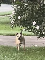 Found/Stray Unknown Dog last seen Williamsdale and Thompson Rd, Graham, NC 27253