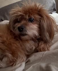Lost Female Dog last seen Stoney Creek, Sioux Falls, SD 57106