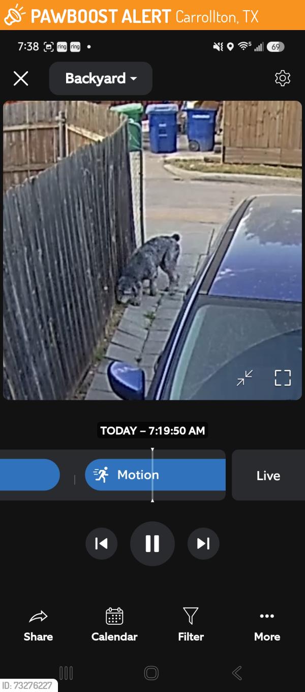 Found/Stray Male Dog last seen By David Elm, Carrollton, TX 75007
