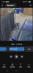 Found/Stray Male Dog last seen By David Elm, Carrollton, TX 75007
