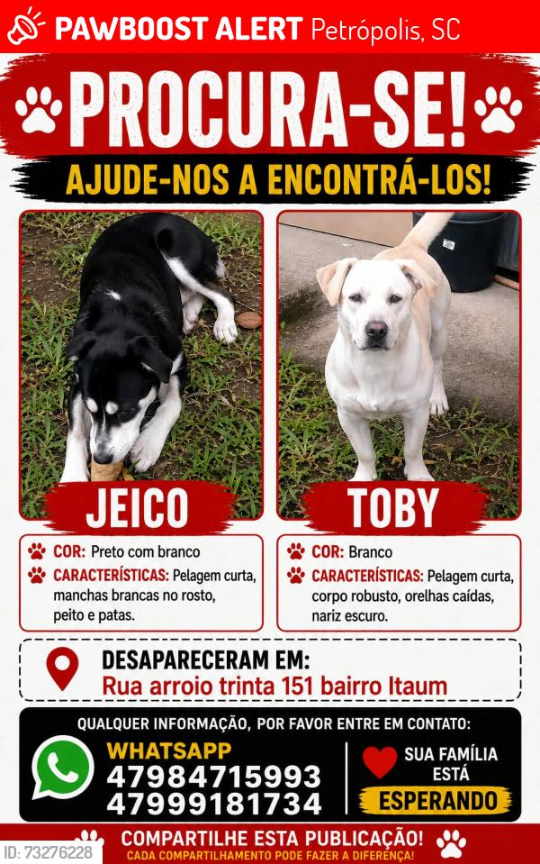 Lost Male Dog last seen Rua arroio trinta Itaum, Petrópolis, SC 