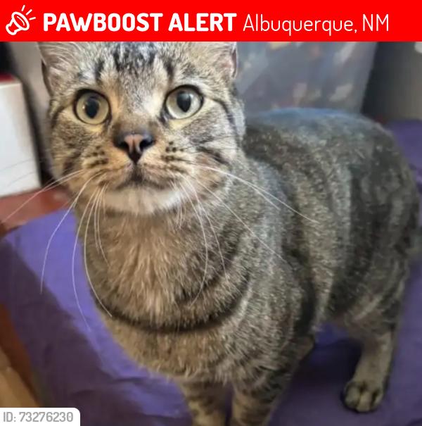 Lost Male Cat last seen Bryn mawr and lead, Albuquerque, NM 87106