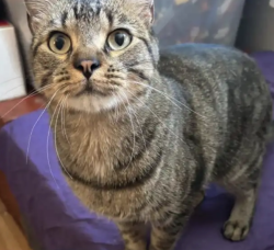 Lost Male Cat last seen Bryn mawr and lead, Albuquerque, NM 87106
