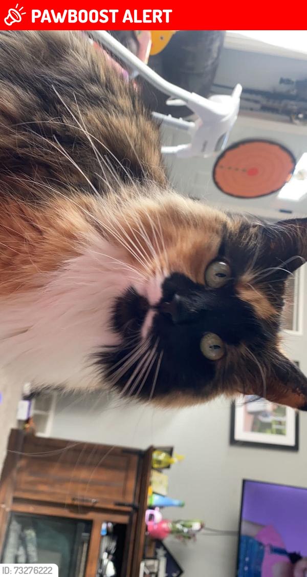Lost Female Cat last seen Baylor court/baylor road/independence avenue, Hamilton Township, NJ 08610