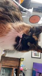 Lost Female Cat last seen Baylor court/baylor road/independence avenue, Hamilton Township, NJ 08610