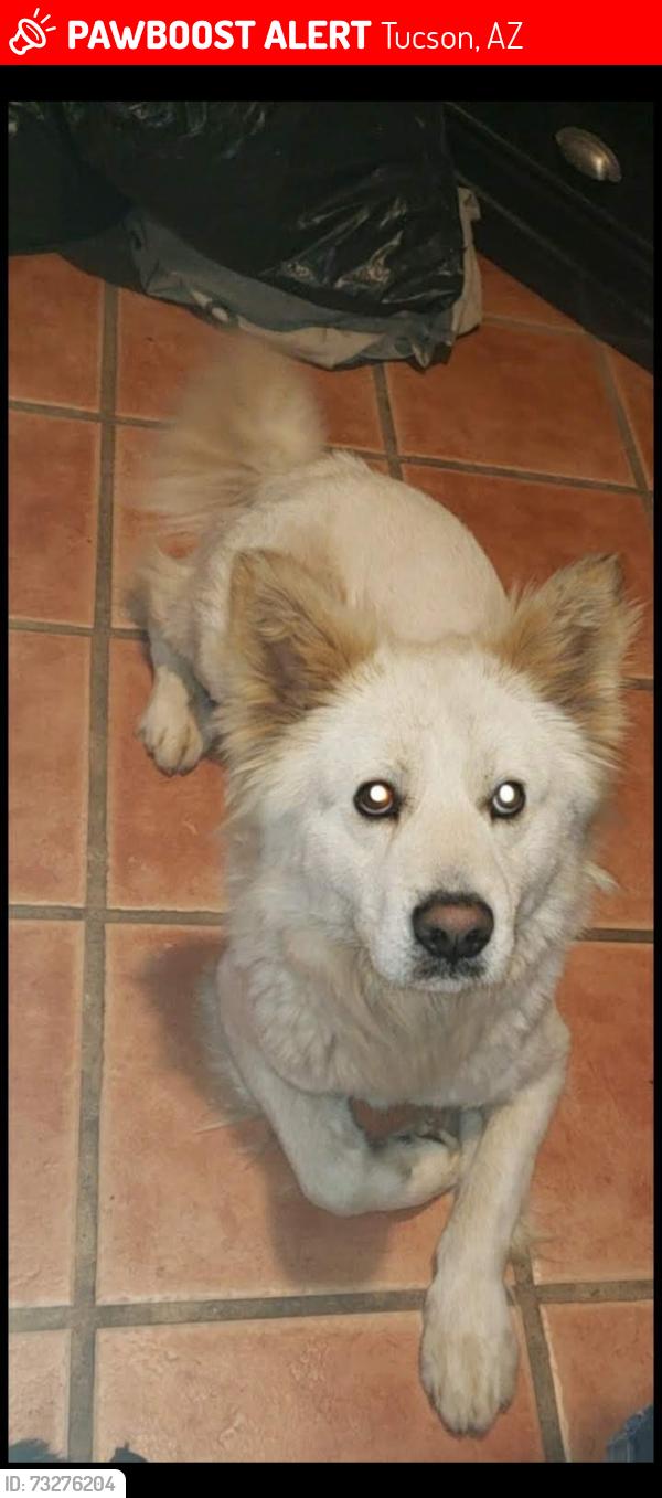 Lost Male Dog last seen Near E 32nd st, Tucson, AZ 85713