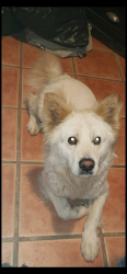 Lost Male Dog last seen Near E 32nd st, Tucson, AZ 85713
