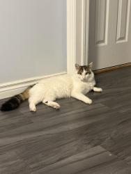 Lost Male Cat last seen Terryfox homedepot is close to our hse, Mississauga, ON L5V 2T7
