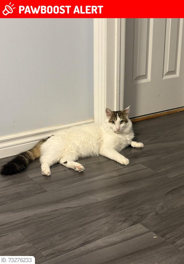 Lost Male Cat last seen Terryfox homedepot is close to our hse, Mississauga, ON L5V 2T7