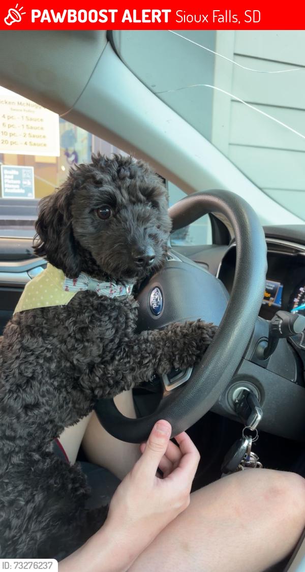 Lost Male Dog last seen 69th and cliff, Sioux Falls, SD 57108