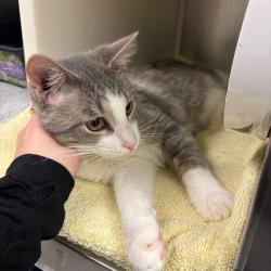Shelter Stray Male Cat last seen , 99 Victor Rd, Fairport, NY 14450, USA