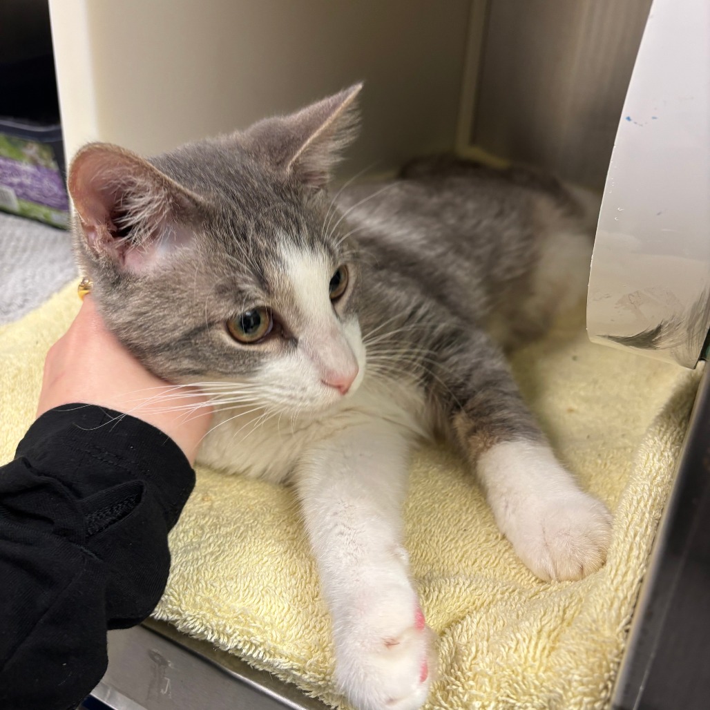 Shelter Stray Male Cat last seen , 99 Victor Rd, Fairport, NY 14450, USA