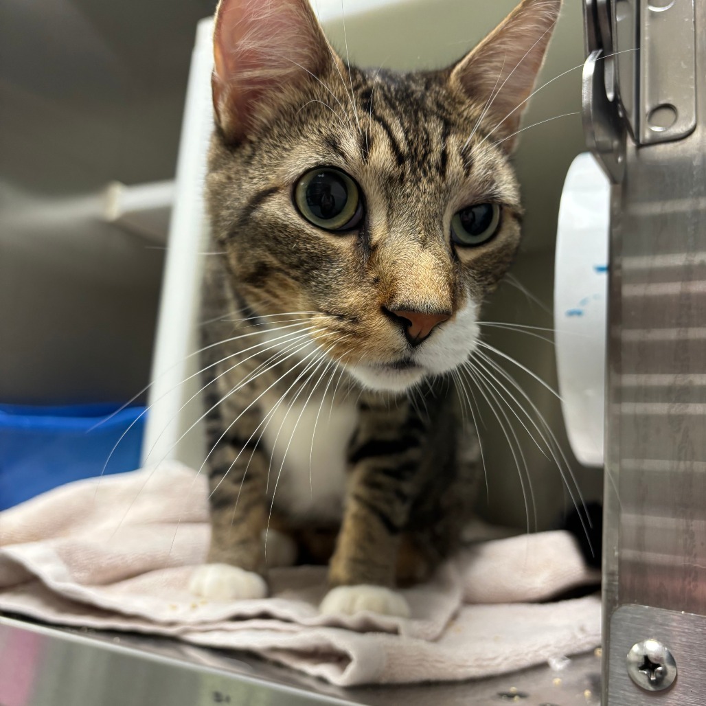 Shelter Stray Male Cat last seen , 99 Victor Rd, Fairport, NY 14450, USA