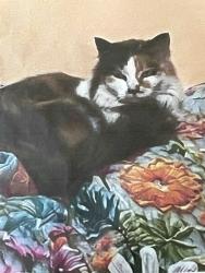 Lost Female Cat last seen Leland rd Oregon City, Clackamas County, OR 97045