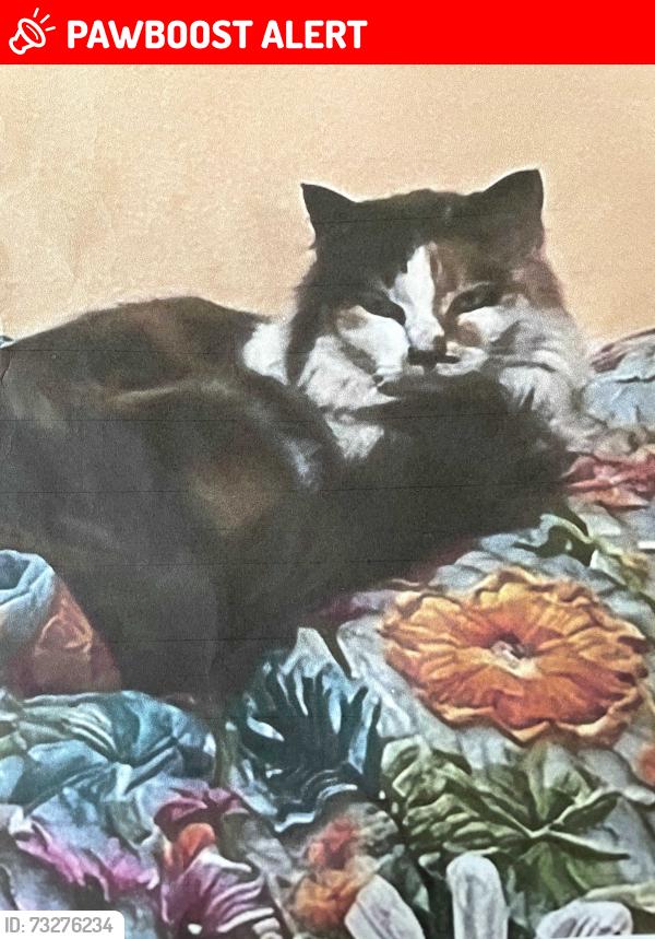 Lost Female Cat last seen Leland rd Oregon City, Clackamas County, OR 97045