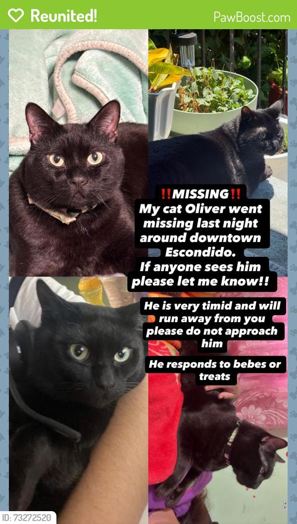 Reunited Male Cat last seen By westmont senior facility, Escondido, CA 92025